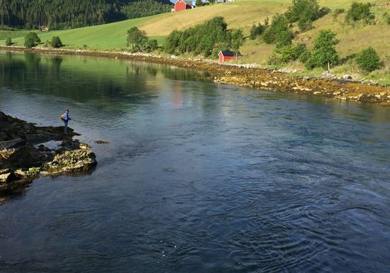 Flut - Norwegen Uferangeln im Straumen