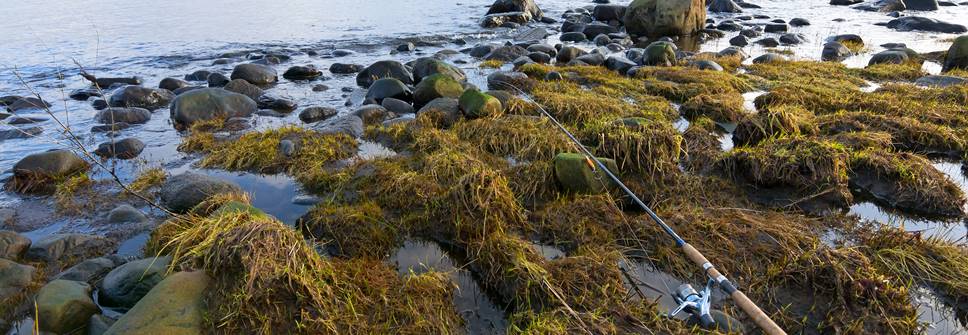 Spinnrtute im Tang in der Ostsee