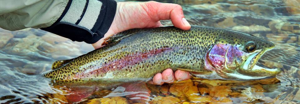 Regenbogenforelle catch and release