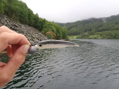 Angler hält Gummifsch in Norwegen