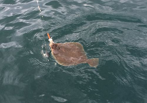 Plattfisch Rödvenfjord Norwegen